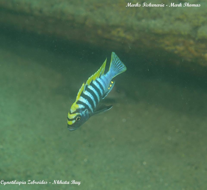 Cynotilapia zebroides 'Nkhata Bay'